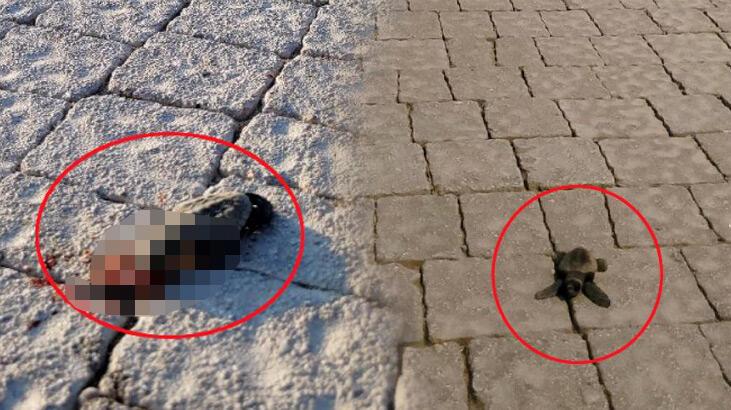 Ardahan Haberi: Deniz yerine caddeye çıkan yavru carettalar, araçların altında ezildi