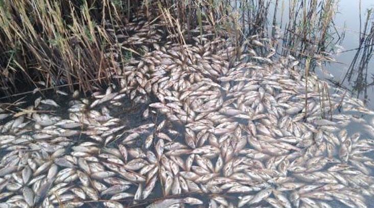 Ardahan Haberi: Obruk Gölü’nde yüzlerce balık öldü