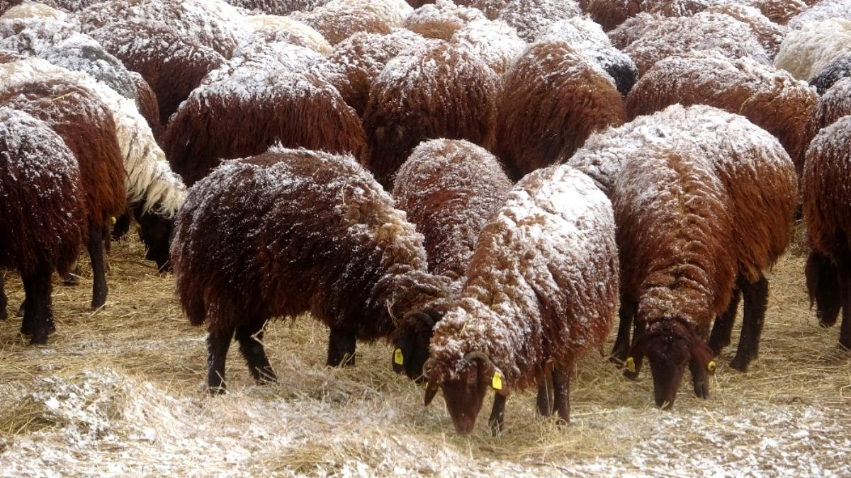 Çıldır da Besiciler koyunlarını kar altında yemliyor