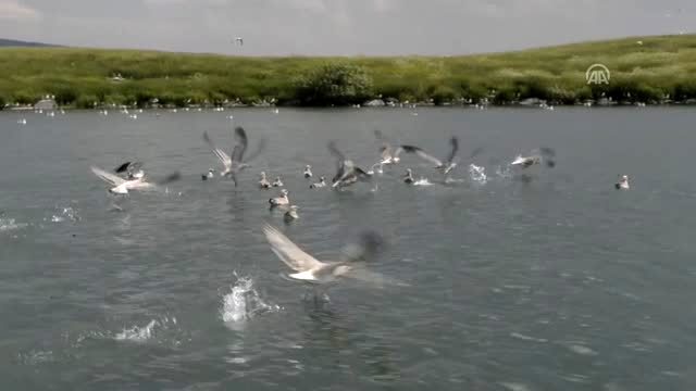 Çıldır Gölü, uçmayı öğrenen yavru kuşlarla şenlendi