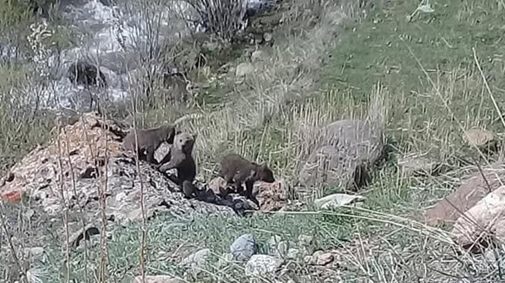 Erzurum'da anne ayı yavrularını dereden geçirmek isterken görüntülendi