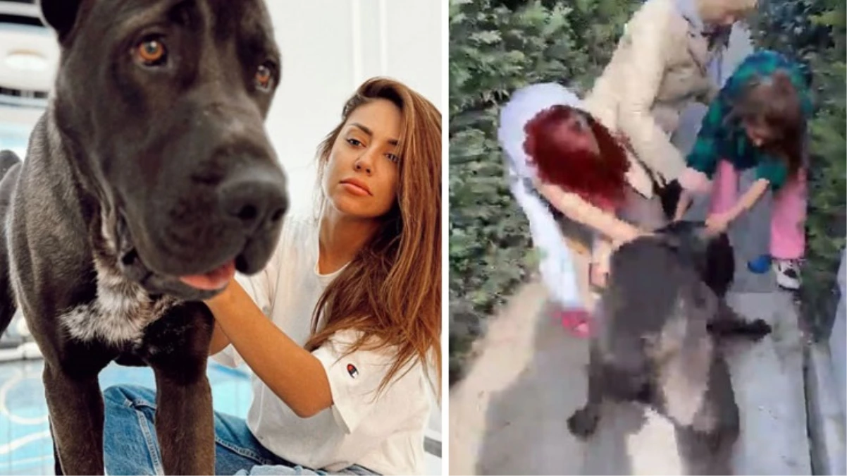 Fenomen Banu Parlak'ın köpeği komşusunun köpeğini öldürdü