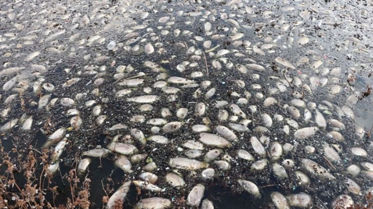 Gaziantep'te Kayacık Barajı'ndaki balık ölümleri bölge halkını korkuttu