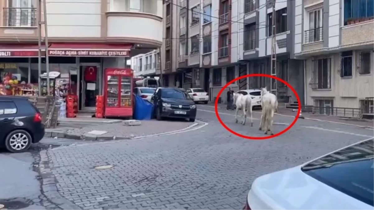 Görüntü İstanbul'dan! Başıboş atlar sokak ortasında geziyor