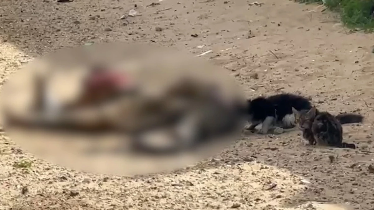 İsrail'in katlettiği Filistinlilerin cesetlerini sokak hayvanları yedi