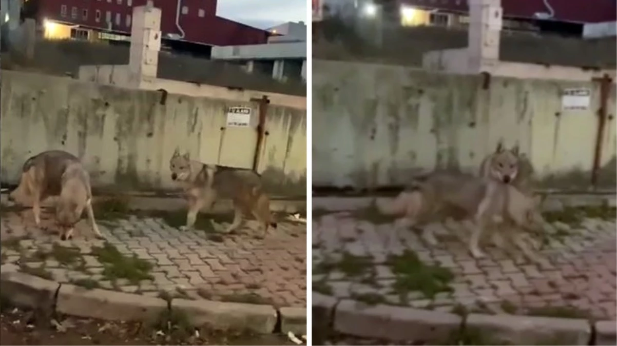 İstanbul'da aç kurtlar sokak arasında böyle görüntülendi
