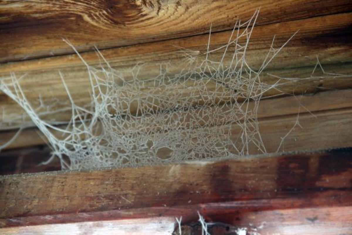 Kara kışa teslim olan Ardahan'da örümcek ağı bile buz tuttu