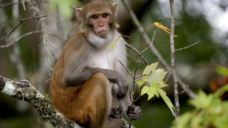 Maymun kıtlığı başladı: Aşı geliştiricileri denek bulamıyor