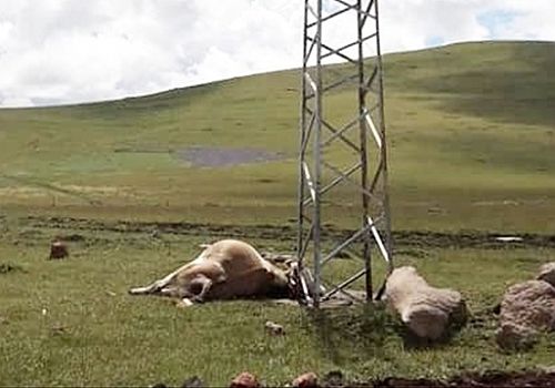 Ardahan Çataldere Yaylasında inek, elektrik  akıma kapıldı ve telef oldu.