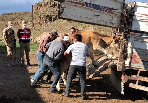 Ardahan'da çalınan hayvanlar Arpaçay'da bulunarak sahiplerine teslim edildi