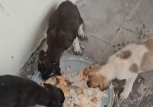 Ardahan'da donmak üzereyken bulunan 3 köpek yavrusu kurtarıldı
