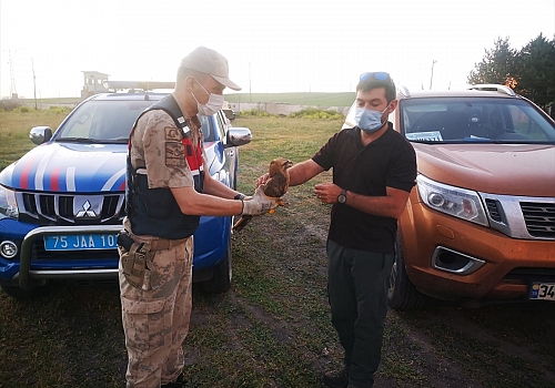 Ardahan'da jandarmanın arazide bulduğu yaralı kızıl şahin tedavi edilecek