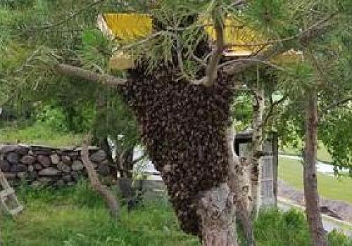 Ardahan'da oğul veren binlerce arı firar etti 