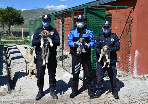Ardahan'da polis ekipleri sokak hayvanlarının da aç kalmaması için yoğun mesaide