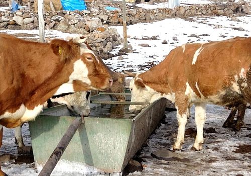 Ardahan'da şap karantina si Hayvan Giriş Çıkışı Yasaklandı 