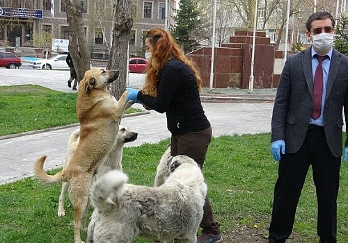 Ardahan'da sokak hayvanlarına yem bırakıldı