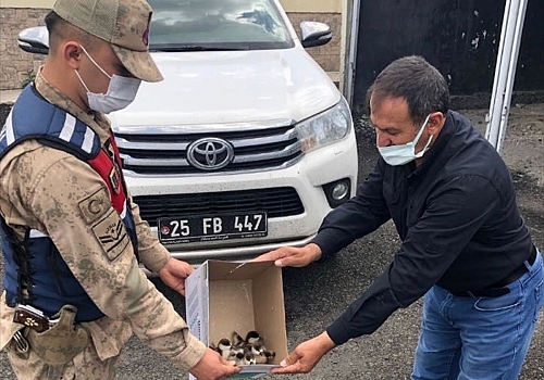Ardahan'da sosyal medyadan yavru angut kuşlarını satmaya çalışan şüpheliye ceza