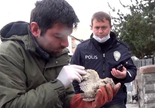 Ardahan da Uçamayan yavru kuşa polisler sahip çıktı