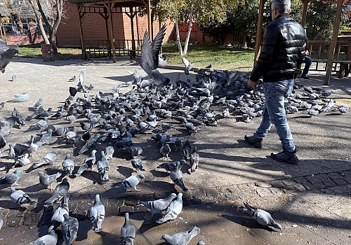 Ardahan'da vatandaşlar soğuktan etkilenen güvercinler için yem bıraktı