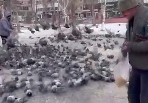 Ardahan Haberi: Ardahan a Kar Yağdı Güvercinler Aç kaldı güvercinler için vatandaşlar yem attı.
