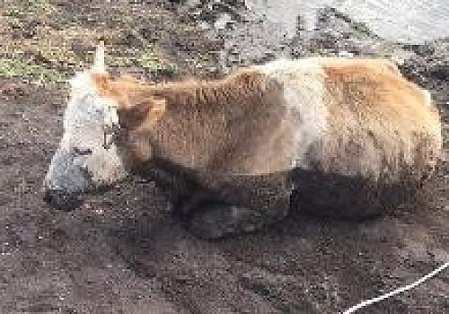 Ardahan Haberi: Ardahan’da çamura batan inek, itfaiye ekiplerince kurtarıldı
