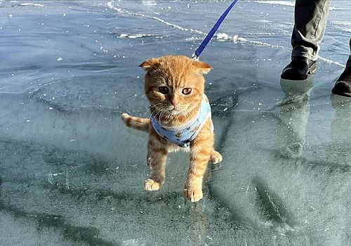 Ardahan Haberi: Çıldır Gölü'nün ortamını kedisi ile paylaşmanın mutluluğunu yaşıyor 