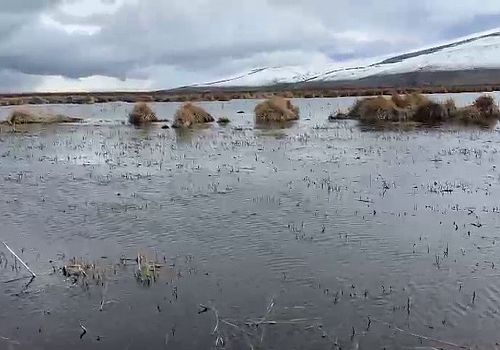 Ardahan Haberi: Çıldır Gölü sazlık alandaki su seviyesi arttı Göldeki sarı balık sayısı üretimini fazla olması bekleniyor