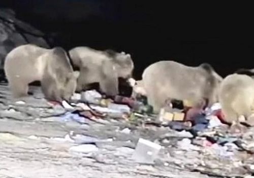 Ardahan Haberi: Göle de yiyecek arayan ayı sürüsü böyle görüntülendi 