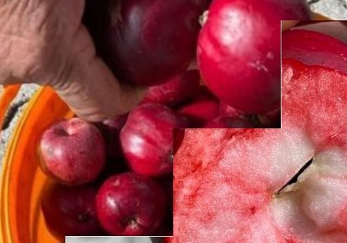 Ardahan Haberi: Posof ta Yetişen Kırmızı Elma'nın hasadına başlandı