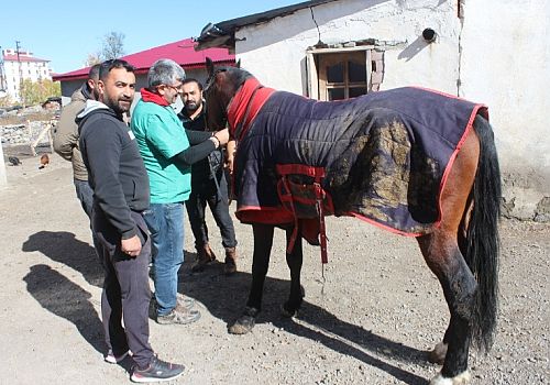 Ardahan Haberi: Rahvan atlar için Ardahan ve Iğdır Üniversitesi akademisyenleri çalışma başlattı.