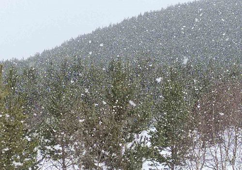 Ardahan’ın yüksek kesimlerinde kar yağışı etkili oldu