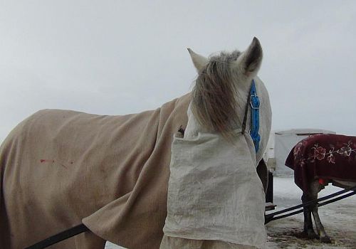 Çıldır Gölü'nde kızakları çeken atları soğuktan korumak için üzerlerine battaniye örtülüyor