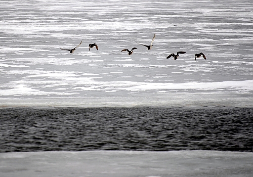 Çıldır Gölü'nü kaplayan buz tabakası kısmen eriyip parçalandı