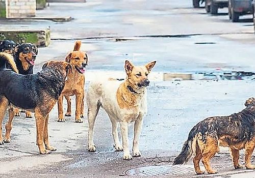 Göle deki Köpek Katliamı Paylaşımlarını Belediye Başkanı Sert Bir Şekilde Yalanladı 