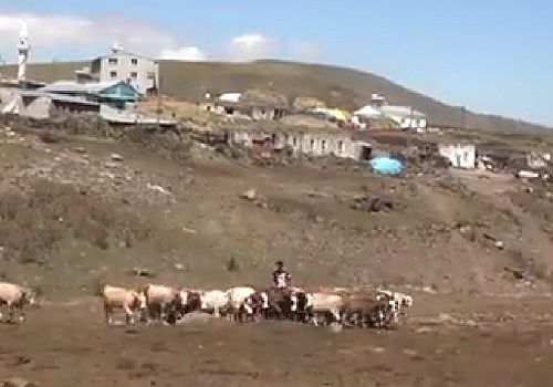 İstanbul’da Profesyonel Hentbolcu, Kaşlıkaya Köyünde Çobanlık Yapıyorlar