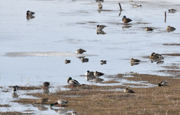 Kars'ta Kar sularının oluşturduğu göletler göçmen kuşlarla şenlendi