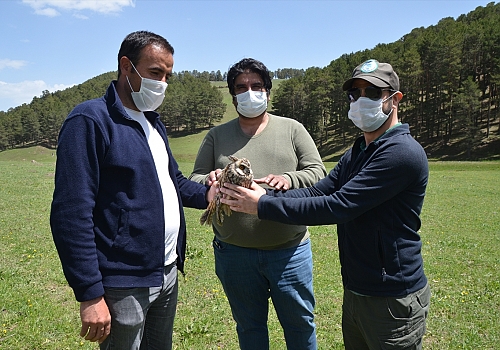 Kars'ta bitkin halde bulunan kulaklı orman baykuşu tedavi altına alındı