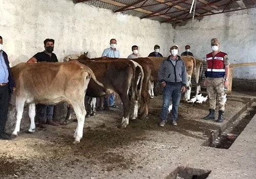 Kars'ta hayvan hırsızlarına yönelik operasyonda 3 zanlı tutuklandı