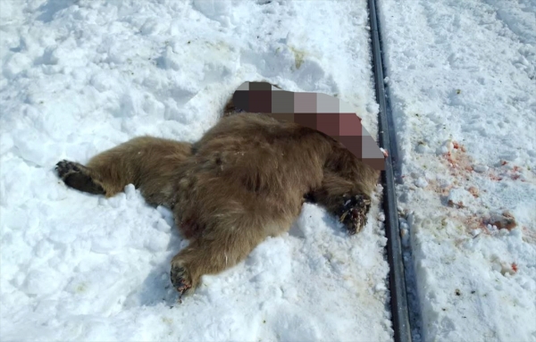 Kars'ta trenin çarptığı bozayı telef oldu