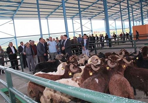 Kurban Bayramı´na geri sayım sürerken Ardahan da hayvan pazarında sıkı pazarlıklar da başladı