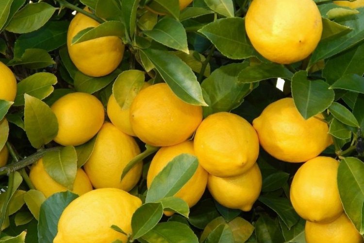 Üretici-market farkı en çok limonda! 3,5 liralık limon 17 liraya satıldı