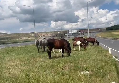 Yılkı Atları Ardahan-Kars karayolunu'da kısa süreliğine trafiği aksattı