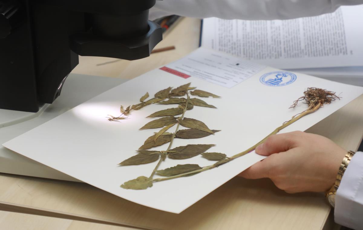 Türkiye'de yeni bir bitki türü Çıldır da keşfedildi