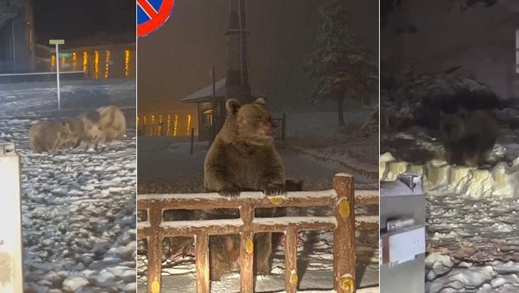 Uludağ'da ayılar kış uykusunu unuttu