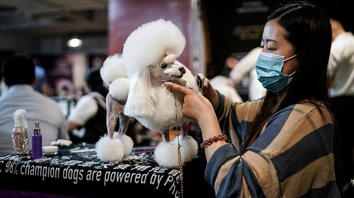 Virüsün doğduğu Wuhan’da 'köpek güzellik yarışması'!