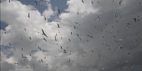 Çıldır Gölü'nde Uçmayı Öğrenen Kuşlar 
