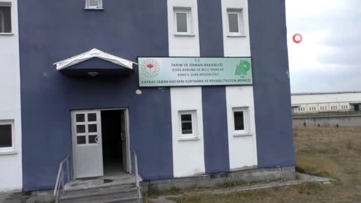 - 200 yaban hayvanı Kars'ta şifa buldu- Dağ keçilerinin bakıcılarıyla oyun onması ise dikkat çekti