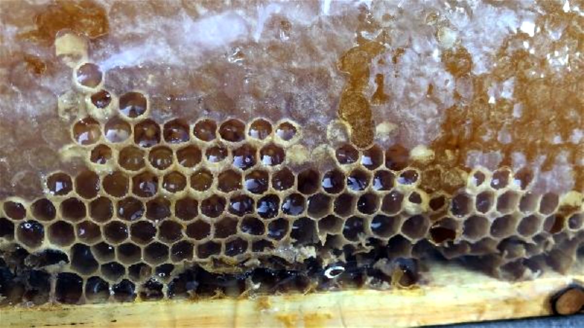 55 yıldır arıcılık yapıyor Türkiye nin Her Yerine Bal Gönderiyor 