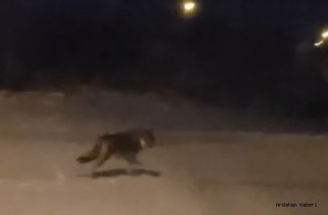 Aç kalan kurtlar Ardahan da mahalleye kadar geldi
