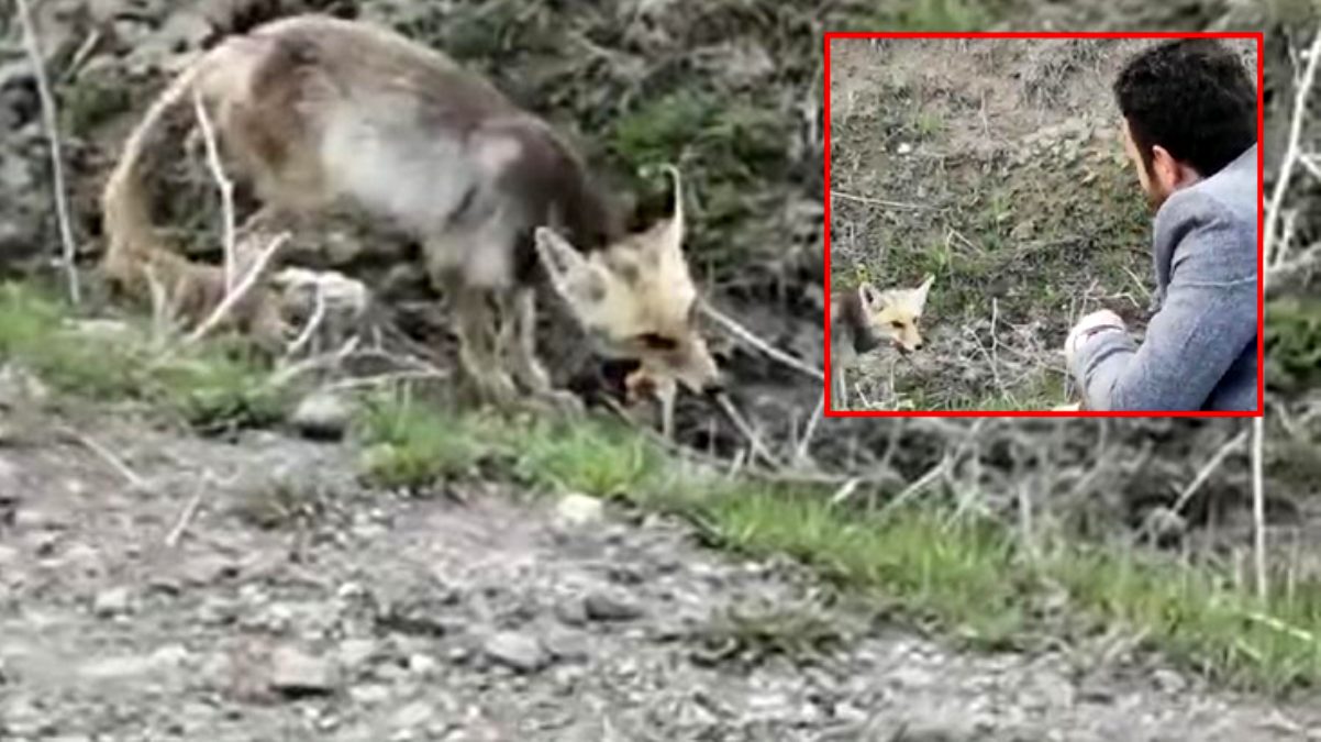 Aç kalan tilkiyi elleriyle besleyen baba oğulun o anları kamerada